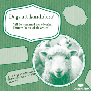 kandidera
